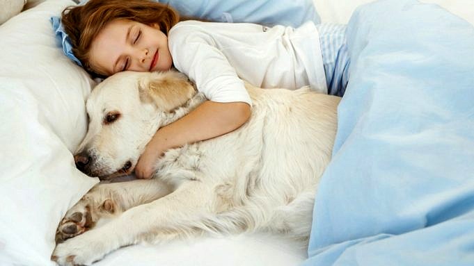 11 Anledningar Till Att Din Hund Kommer Att Sova När Du är Borta