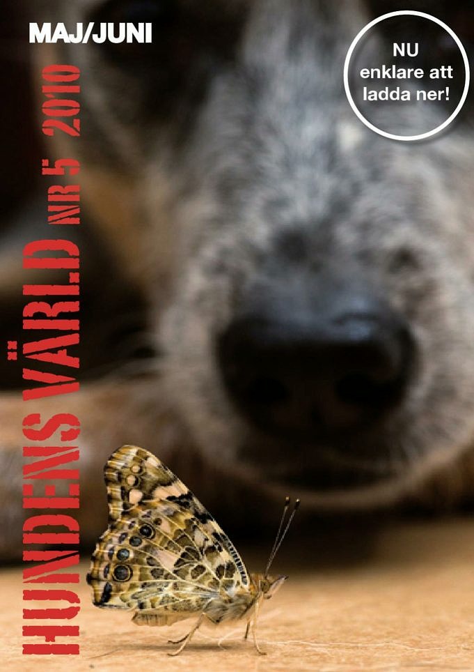 7 Anledningar Till Att Hundar Luktar Av Andra Hundars Bajs + Möjliga Faror