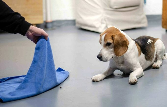 Proteinpulver För Hundtyper, Säkerhet, Dosering Och Bästa Recensioner